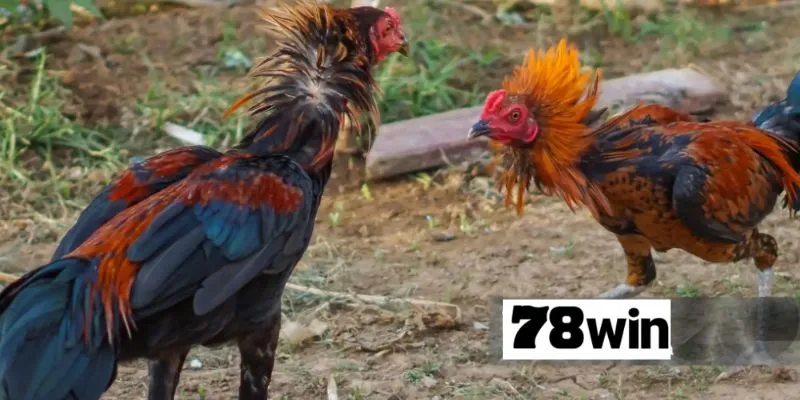 ชนไก่ 78Win – เคล็ดลับไร้พ่าย คว้ารางวัลใหญ่มาไว้ในมือ!